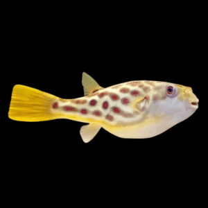 Red Line Cross River Pufferfish Tetraodon Pustulatus 15cm