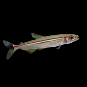 Red Line Lizard Tetra Iguanodectes Geisleri 3cm