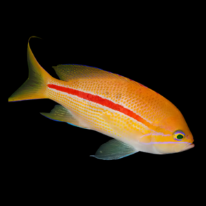 Red Line Pygmy Basslet Pseudochromis Sp