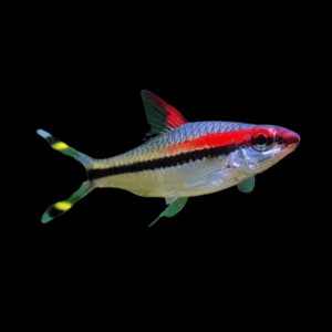 Red Line Torpedo Denison Barb Puntius Denisonii 5cm