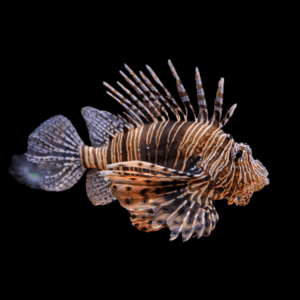 Red Lion Fish Pterois Volitans