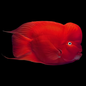 Red Mammon Cichlid Hybrid Vieja Synsplium x Heros Severus 20cm