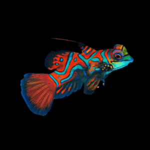 Red Mandarin Dragonette Synchiropus Splendidus