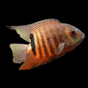 Red Mouthbrooding Severum Cichlid Heros Liberifer 5cm