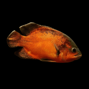 Red Oscar High Grade Astronotus Ocellatus 12cm