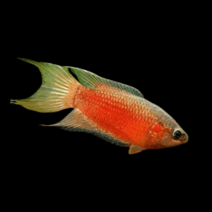 Red Paradise Fish Macropodus Opercularis 4cm