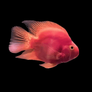 Red Baby Parrot Fish Hybrid Amphilophus citrinellus × Vieja melanurus 3cm