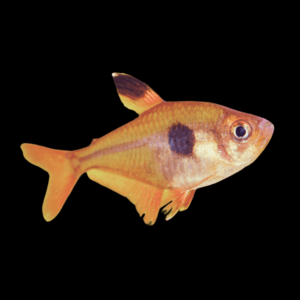 Red Phantom Tetra Hyphessobrycon Sweglesi 2cm