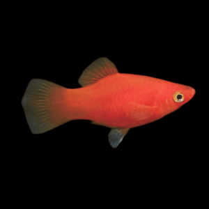 Red Platy Xiphophorus Maculatus 3cm