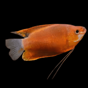 Red Robin Thick Lipped Gourami Trichogaster Labiosa 5cm
