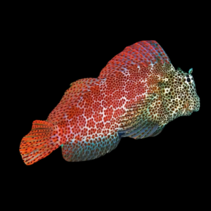 Red Sailfin Goby Exallias Brevis