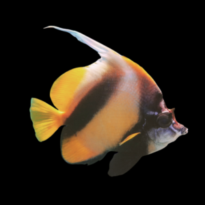 Red Sea Bannerfish Heniochus Intermedius