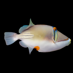 Red Sea Trigger Fish Rhinecanthus Assasi
