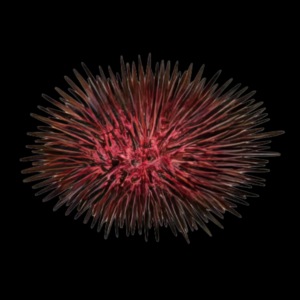 Red Sea Urchin Heliocidaris Erythrogramma