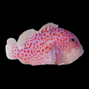 Red Speckled Coral Goby Caracanthus Maculatus