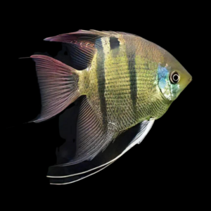 Peru Redspot Leopoldi Angelfish Scalare 6cm