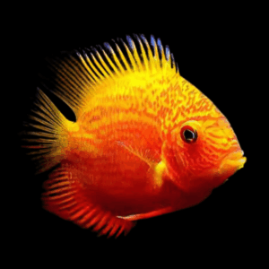 Red Spotted Gold Severum Cichlid Heros Efasciatus 5cm