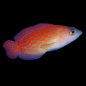 Red Spotted Pygmy Basslet Pholidochromis Cerasina