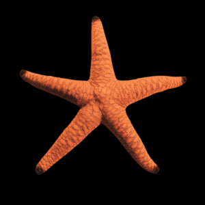 Red Starfish Fromia Indica