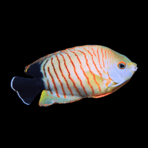 Red Stripe Eibli Dwarf Angelfish Centropyge Eibli