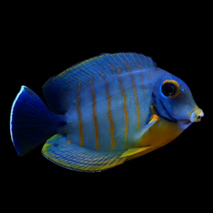 Red Stripe Mimic Tang Acanthurus Tristis