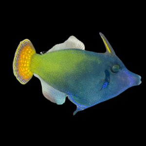 Red Tail File Fish Pervagor Janthinosoma