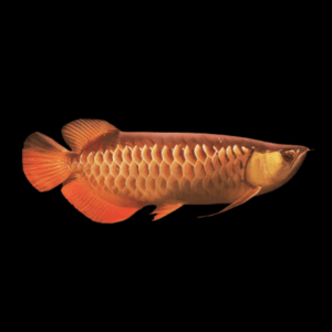 A1 Malaysian Red Tail Gold Arowana Scleropages Formosus 20cm