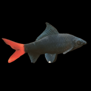 Red Tailed Black Shark Labeo Bicolor 5cm
