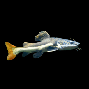 Red Tail Catfish Phractocephalus Hemioliopterus 5cm