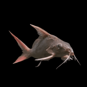 Red Tailed Mandi Catfish Synodontis Clarias 5cm