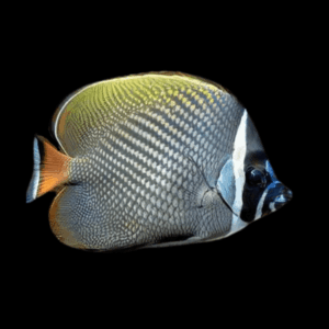 Red Tailed Pakistani Collare Butterfly Fish Chaetodon Collare