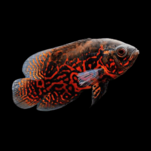 Red Tiger Oscar High Grade Astronotus Ocellatus 12cm