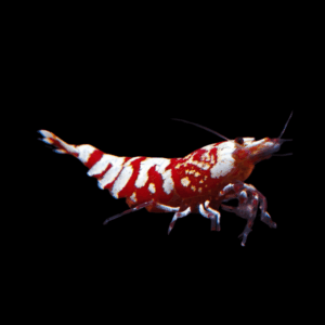 Red Tiger Shrimp Caridina 2cm