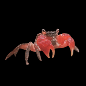 Red Tropical Crab Perisesarma Bidens 3cm