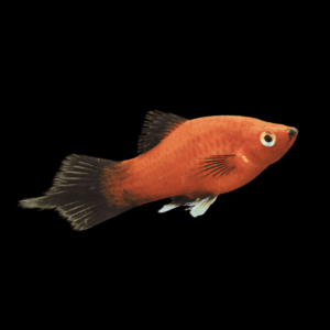 Red Wag Platy Xiphophorus Maculatus 3cm