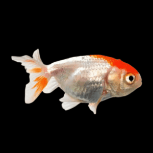 Red & White Lionhead Ranchu Goldfish Carassius Auratus 5cm