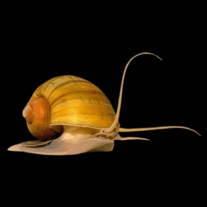 Common Apple Mystery Red and Yellow Snail Pomacea Canaliculata Amularis Sp 4cm