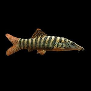Redfin Tiger Loach Botia Berdmorei 5cm