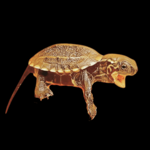 Reeves Chinese Pond Turtle Mauremys Reevesii Juvenile 5cm