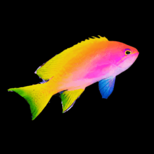 Resplendent Anthias Pulcherrimus Anthias