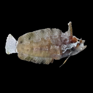 Rhino Blenny Paraclinus Marmoratus