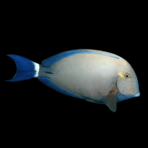 Ring Tail Tang Acanthurus Blochii