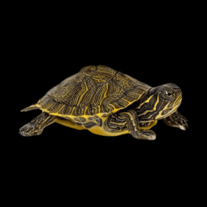River Cooter Turtle Pseudemys Concinna Juvenile 5cm