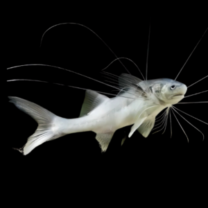 River Threadfin Paradiseus Catfish Polydactylus Macrophthalmus 8cm