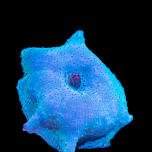 Rock Blue Mushroom Fungiidae Coral Discosoma Sp