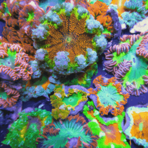 Ultra Rock Flower Anemone Epicystis Crucifer