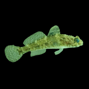 Rock Goby Gobius Paganellus