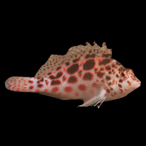 Rock Hopper Hawkfish Cirrhitichthys Aprinus