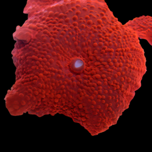 Rock Red Mushroom Fungiidae Coral Discosoma Sp