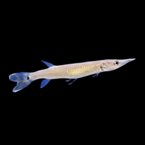 Rocket Gar Ctenolucius Hujeta 5cm